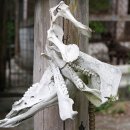 본천(本川村: 혼가와)계 시코쿠견 이미지