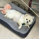 강아지 하네스, 테일하이 하이브리드 하네스 실사용 후기