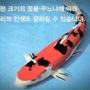코이 Daum카페
