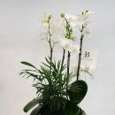 블레싱플라워