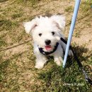 트레벨동물병원 | 하남 트레벨 동물병원에서 5개월 수컷 중성화 수술 받은 후기(비용부터 수술 후 관리)