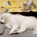 댕댕스토리 이미지