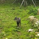 국립공원공단 국립공원야생생물보전원 북부보전센터 이미지