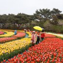 2024-04-20(토)태안반도 세계튜울립축제-안면도수목원의 흔적들04 이미지