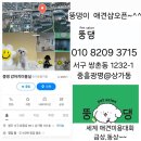 뚱댕 이미지