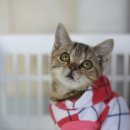 옷고르는고양이