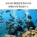 푸른정비 | 한국인 가이드와 푸른동굴 체험다이빙 첫도전 오키나와 에세이 상세후기