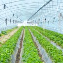 정재원농장 이미지