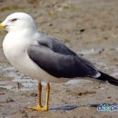 아리울초교 이미지