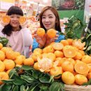 돌빌레 이미지