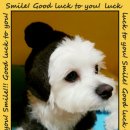 애견&만들기 이미지