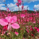 효영농장 이미지