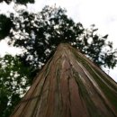 축령산편백나라 이미지