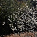 대숲향기 이미지