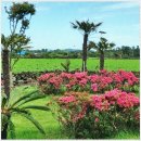 비자림빌리지1 | 제주 비자림빌리지공간, 내 마음이 쉴 수 있는 곳