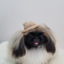 윤애견미용 이미지