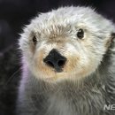 브룩 카카오 검색결과