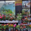 조아트 플라워 이미지