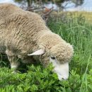 고향목장 이미지