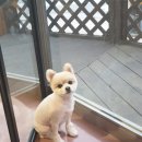또오개 이미지