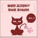 Netizen 동물의 왕국12 30 일요특집 이미지