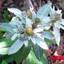 에델바이스 이미지