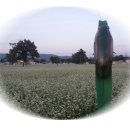 메밀꽃일다 이미지