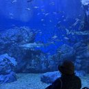 아쿠아플라넷 여수 | [여수 여행] 여수 아쿠아플라넷 후기, 여수 실내 데이트 &amp; 가족여행 필수코스!