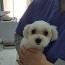 온 동물병원 이미지