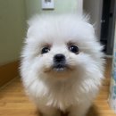 하이바이 분양소 이미지