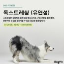 독핏 - 강남구 삼성로133길 7 | 놀로스퀘어 DogFit독핏 독피트니스 강아지스트레칭 수업 후기