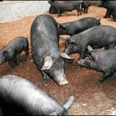 제주흑돼지 이미지