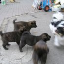 다굴