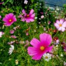 만세교검문소 버스정류장(41400) 이미지