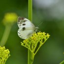 과천의 대만흰나비 이미지