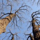 도토리의꿈 이미지