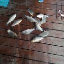 대동 낚시터 이미지