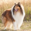 도그런살롱 | 러프콜리(RoughCollie)의 성격이나 특징, 수명이나 기르는 법에 대해서.