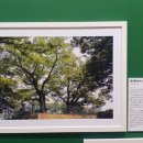 사파동235 이미지