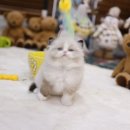 미니펫 강아지분양 고양이분양 부천점 이미지