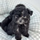 대박펫살롱 이미지