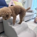 디딤동물병원 | 강아지계단 소파점프 줄여준 올미오펫 세이프레더 사용후기