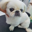 큐티애견 이미지