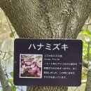 RE:일본 꽃여행 3일차 2 아시카가Flower Park 등나무외 이미지