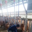 한국한우 이미지