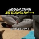 이 쇼트 볼 때마다 욱껴 죽겠음 (고양이, 쥐 나와여) 이미지