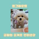 멍그라운드 | 수원 인계동 애견카페 멍그라운드 후기🥲
