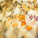 다즐링북스 이미지