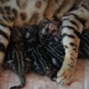 효민님의 뱅갈고양이 이미지