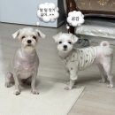 몸짱닭발 | [강아지미용]닭발 미용&amp;발톱 깎고 온 코난&amp;친구 - 양산애견미용추천/증산강아지미용/범어애견미용